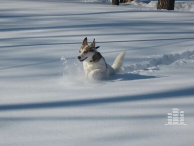 Девелоперов планируют обязать создавать места для выгула собак